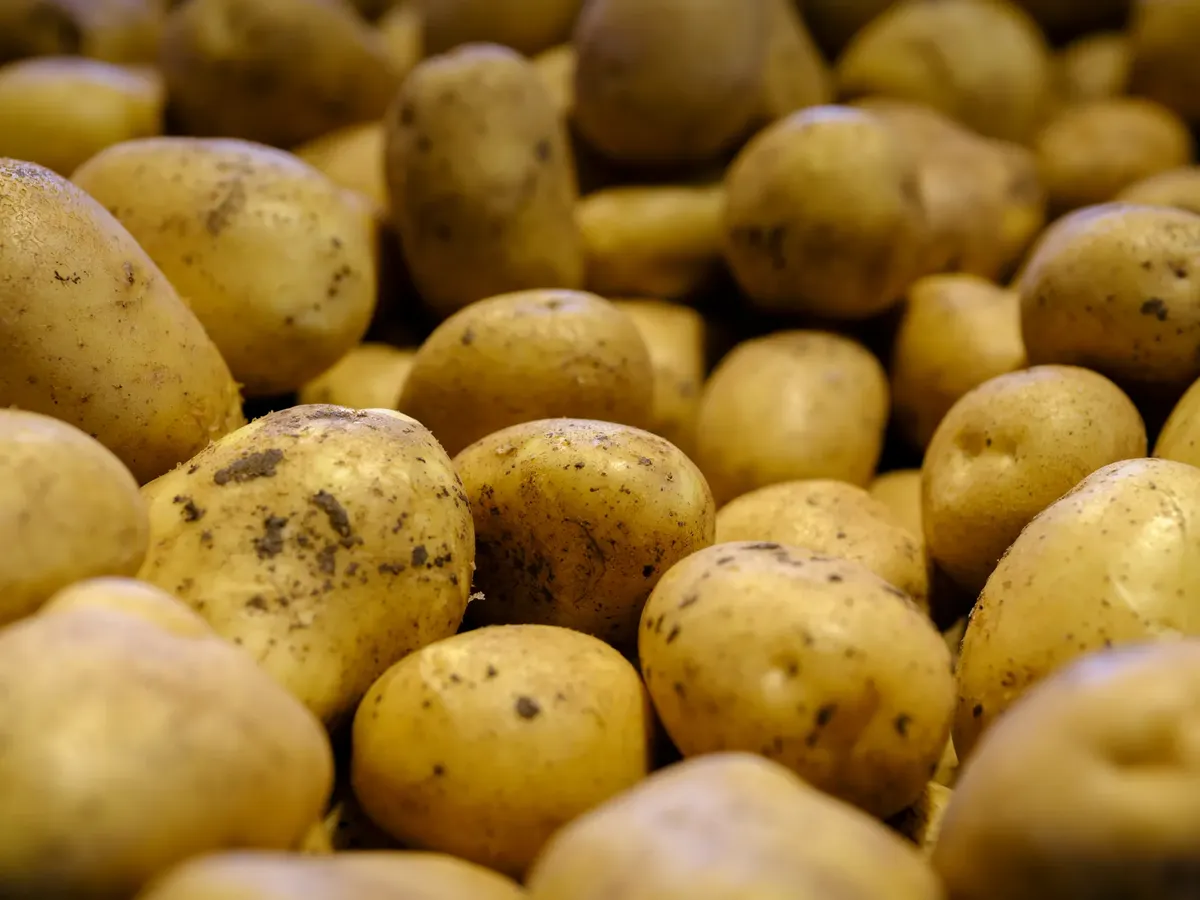 High-quality close-up of fresh, raw potatoes with dirt, showcasing their natural appeal.