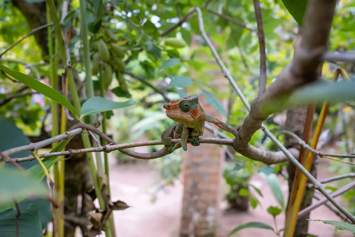 Close-up of a chameleon blending into the tree branches in a vibrant tropical setting.