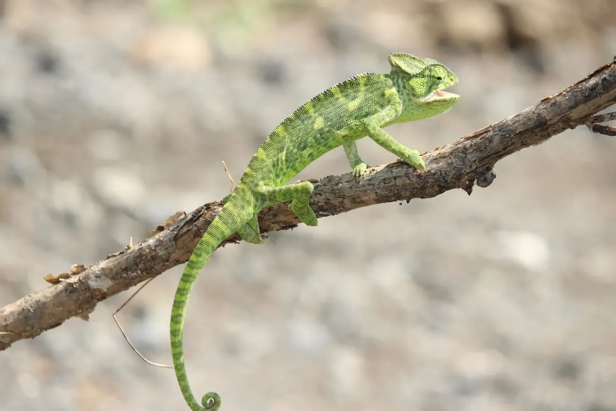 Close-up of a green chameleon on a tree branch displaying camouflage.
