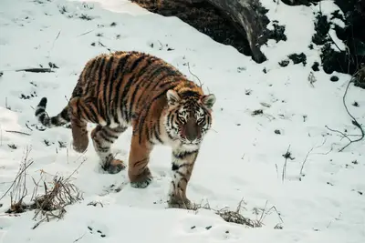 Tiger Film Entstehungsgeschichte: Drama Krimi Mystery beste