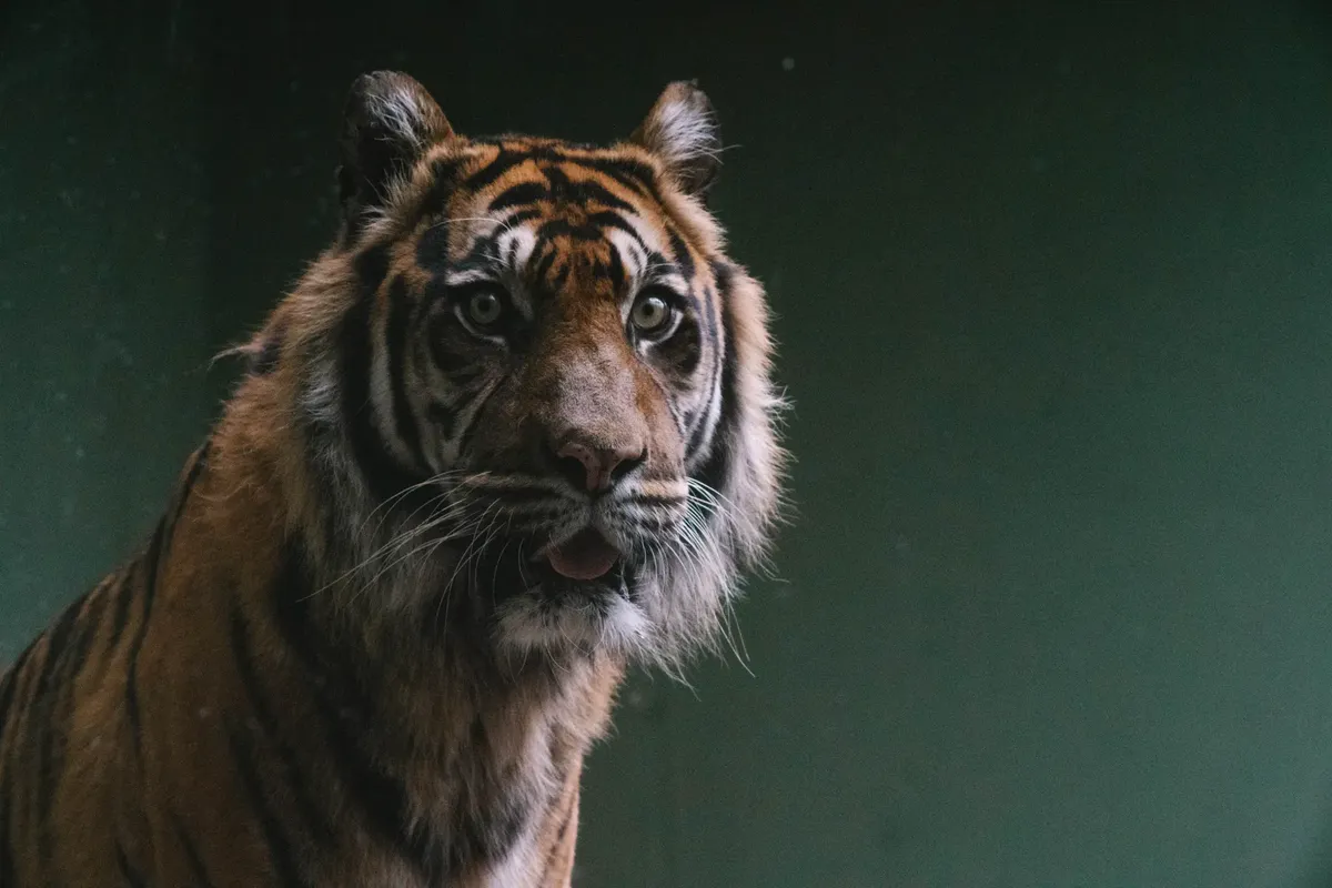 Intimate close-up of a Bengal tiger showcasing its striking features in a subdued lighting setting.