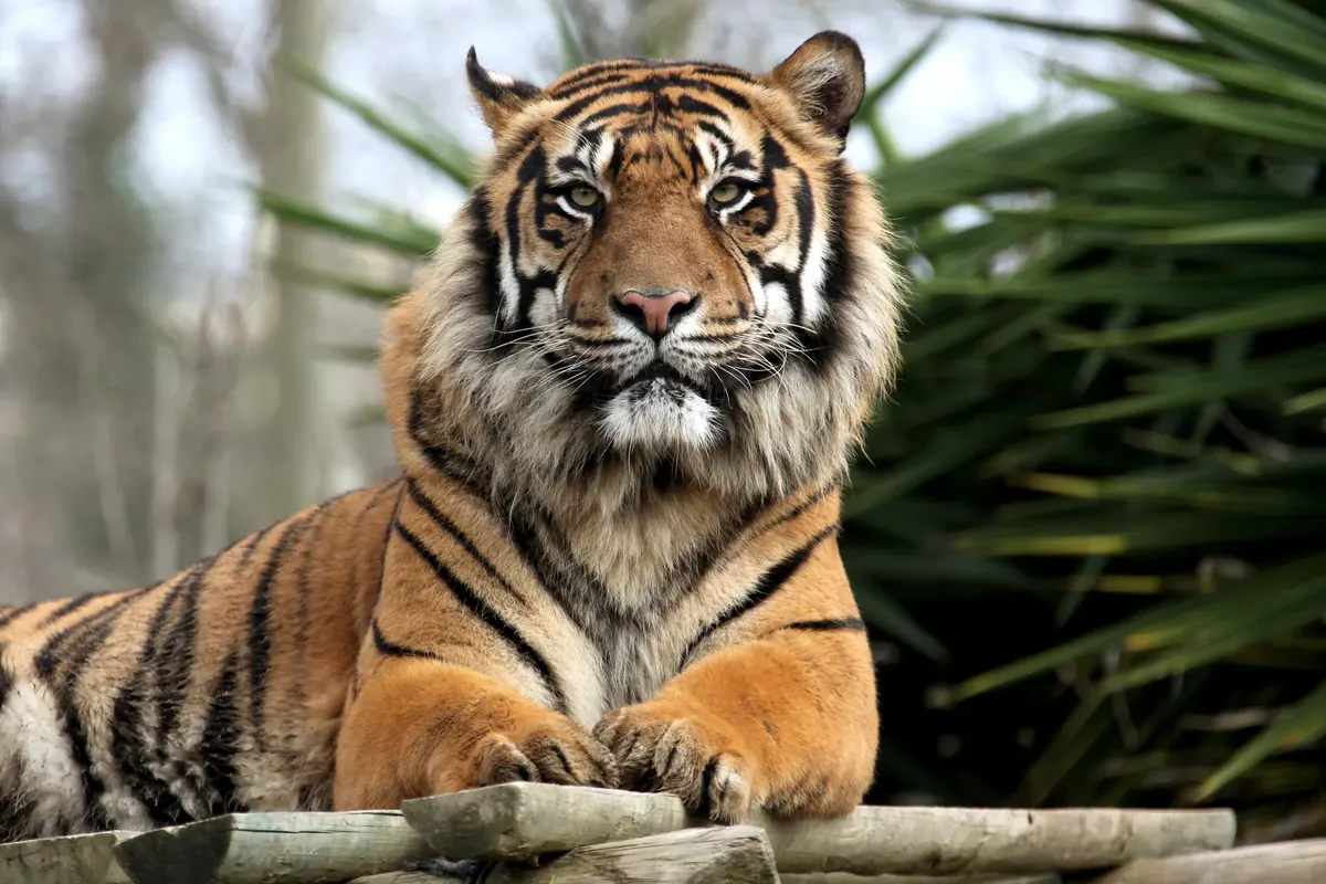 A powerful Bengal tiger resting in its natural habitat, showcasing its regal presence and intense gaze.