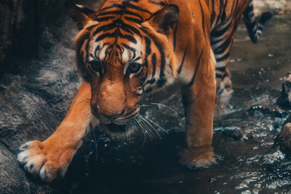 Close-up of a Bengal tiger walking through a rocky stream, showcasing its powerful and majestic presence.