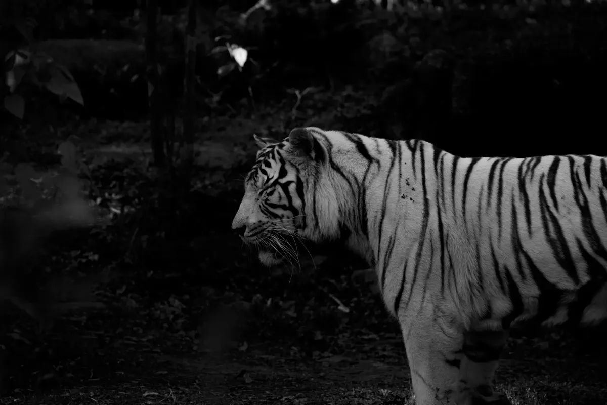 Black and white of powerful tiger with striped ornament on fur looking away in evening